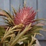 Brynxz THISTLE, 68 CM, DUSTY-PINK