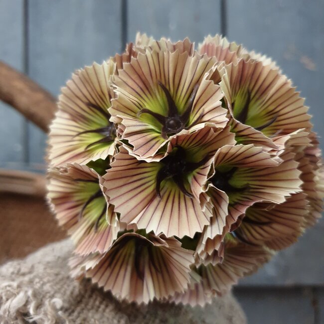 Brynxz ~SCABIOSA MULTIPLE FRUIT, 56 CM, CREAM