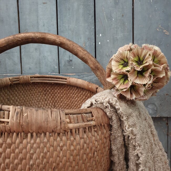 ## SCABIOSA MULTIPLE FRUIT, 56 CM, CREAM
