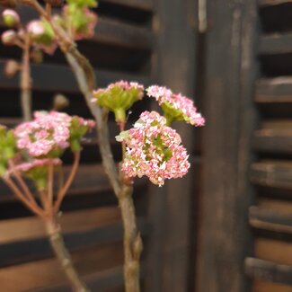 Countryfield B323 - Tak - prunus - roze - kunst - 61 x 19 x 5 cm