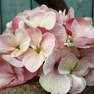 Roze hortensia 65 cm