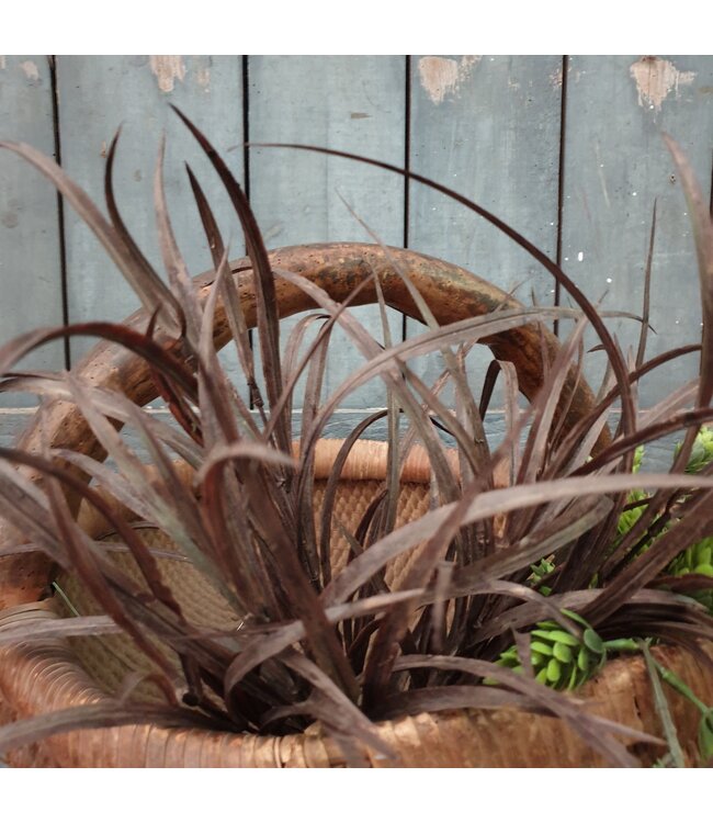 GRASS BUSH, 50 CM, LIGHT-BROWN, 12/72 - kunst