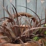 Brynxz GRASS BUSH, 50 CM, LIGHT-BROWN, 12/72 - kunst