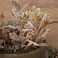 Brynxz ### SENECIO BUSH BRONZE 30 cm - kunst