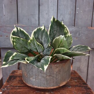 # Hosta Leaf Bush W/10 lvs 40cm