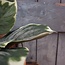 ### Hosta Leaf Bush W/10 lvs 40cm