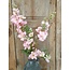 Countryfield ~Roze delphinium 94 cm