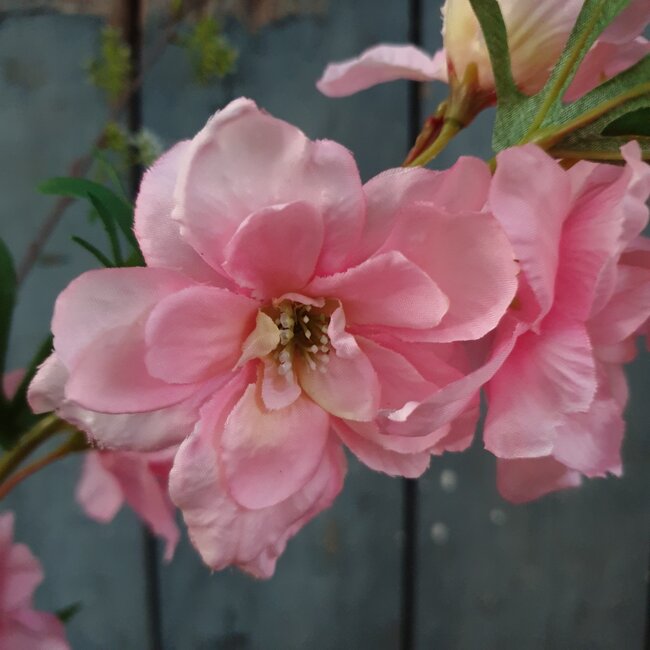 Countryfield ## Delphinium Jesika roze-L8B8H94CM