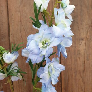 ~Lichtblauwe delphinum 94 cm