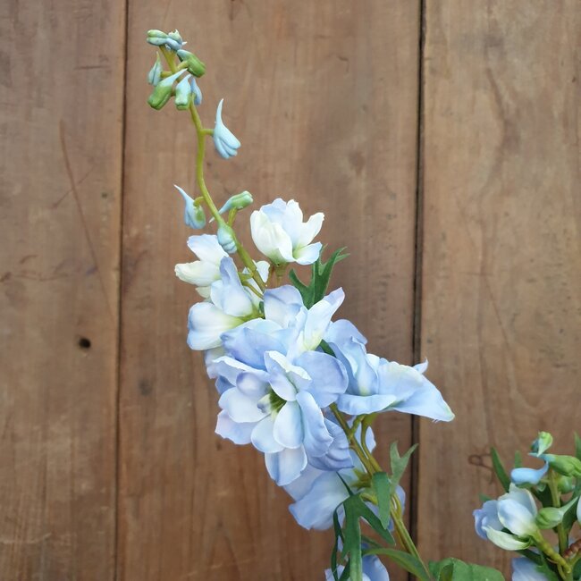 Delphinium Jesik licht blauw 8 x 8 x 94 cm
