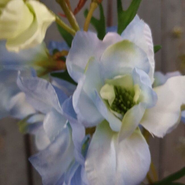 Delphinium Jesik licht blauw 8 x 8 x 94 cm