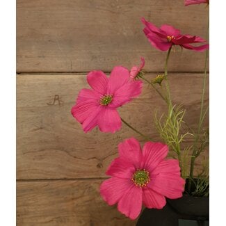 Cosmos Spray 52cm - fuchsia rood