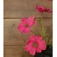 Cosmos Spray 52cm - fuchsia rood