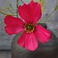 Cosmos Spray 52cm - fuchsia rood