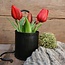 Rembrand tulip sally w/pot red 25cm - tulp