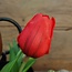 Rembrand tulip sally w/pot red 25cm - tulp