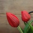 Rembrand tulip sally w/pot red 25cm - tulp