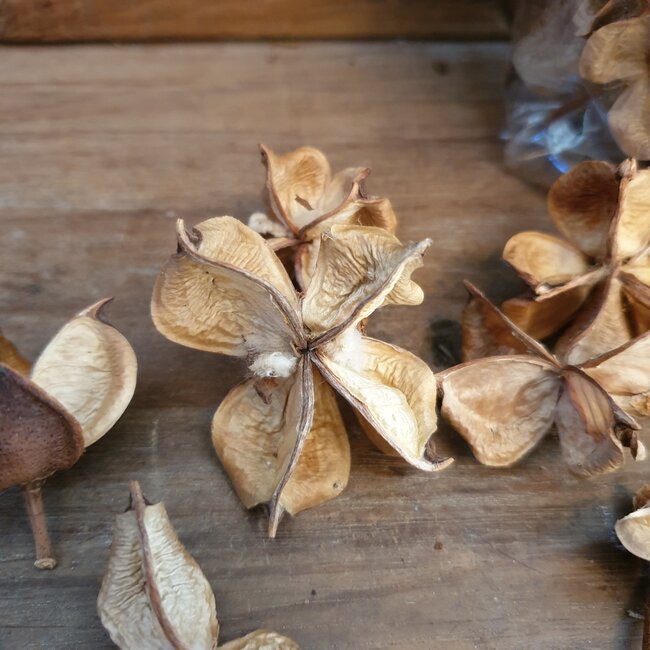 # Zak met cotton pods