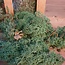 Moss reindeer 40gr - Mossgreen - rendiermos