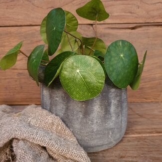 ~Pilea peperomioides S groen - L8B8H25CM