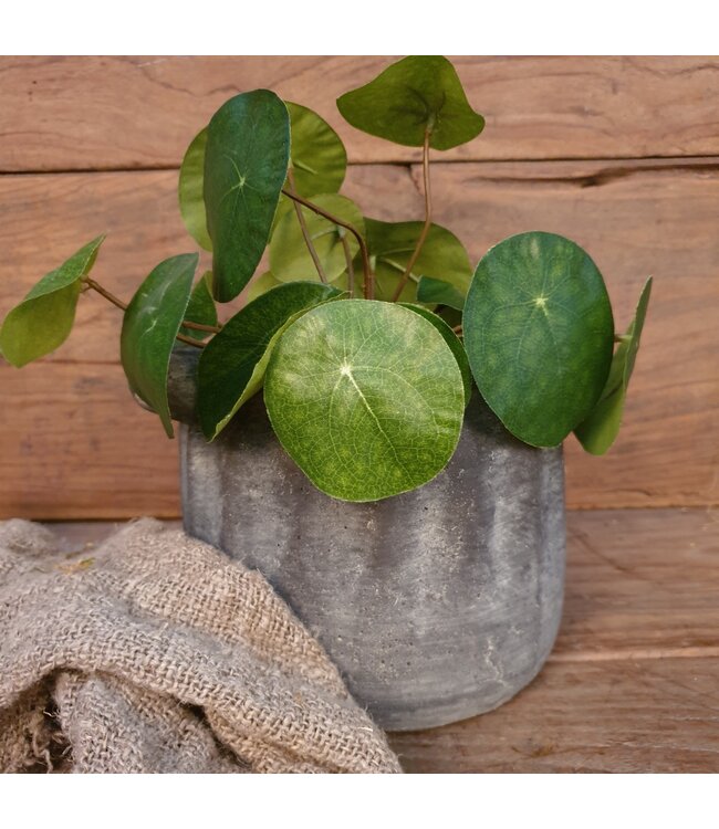 Pilea peperomioides S groen - L8B8H25CM