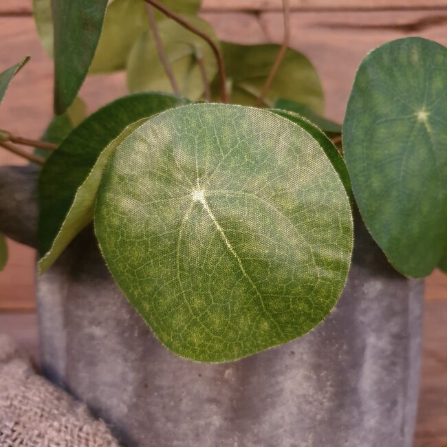 ## Pilea peperomioides S groen - L8B8H25CM