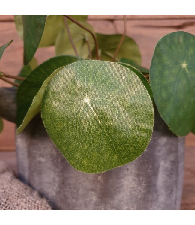 Pilea peperomioides S groen - L8B8H25CM