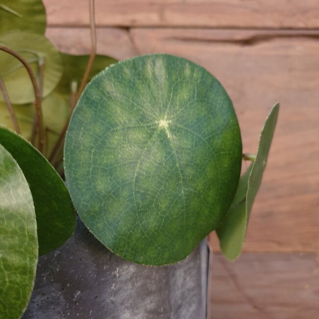 ## Pilea peperomioides S groen - L8B8H25CM