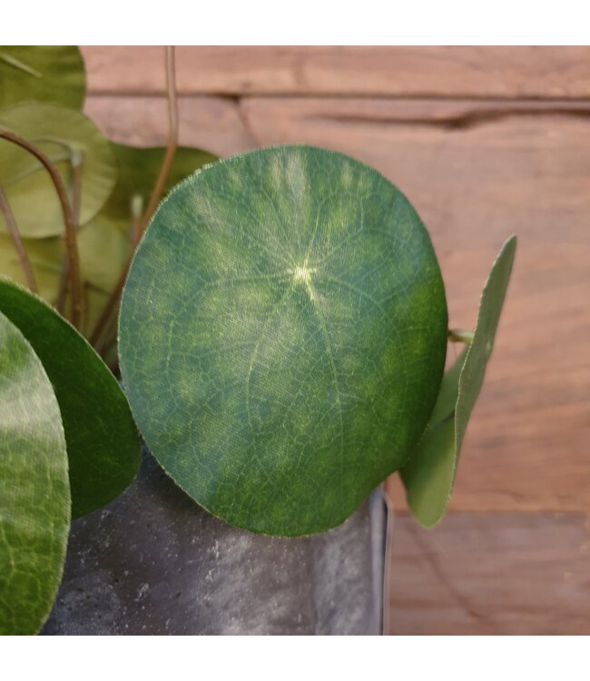 Pilea peperomioides S groen - L8B8H25CM