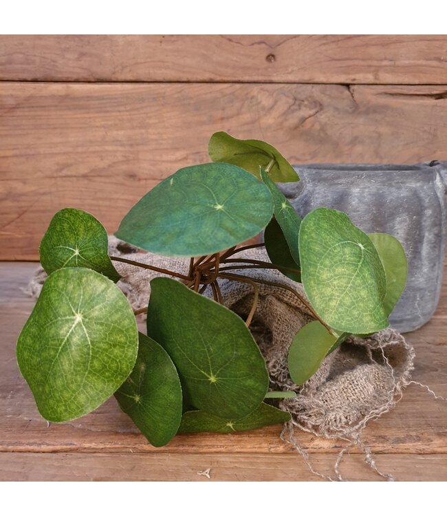 Pilea peperomioides S groen - L8B8H25CM