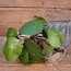 # Pilea peperomioides S groen - L8B8H25CM