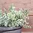 Brynxz Eucalyptus fine grey - 38 cm