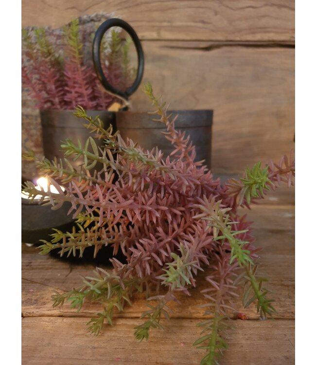 Meaty Plant Spray x22 20cm
