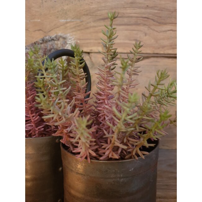 ## Meaty Plant Spray x22 20cm