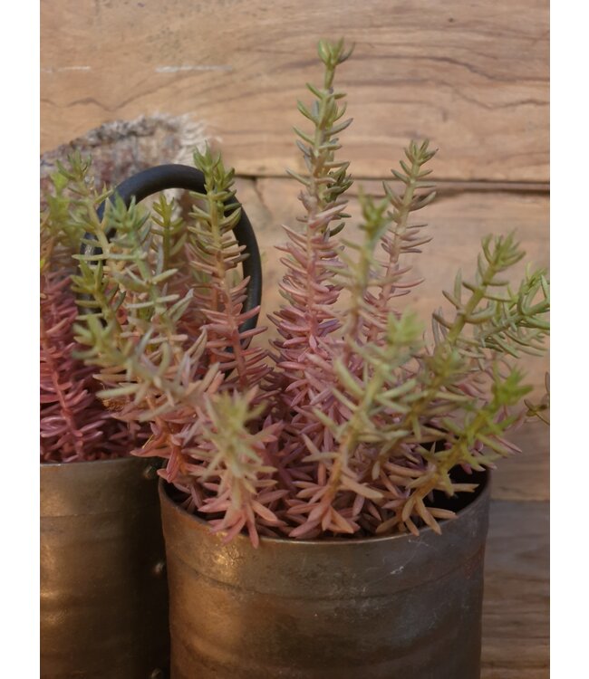 Meaty Plant Spray x22 20cm