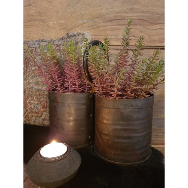 ## Meaty Plant Spray x22 20cm