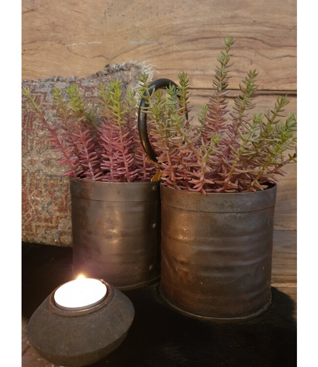 Meaty Plant Spray x22 20cm