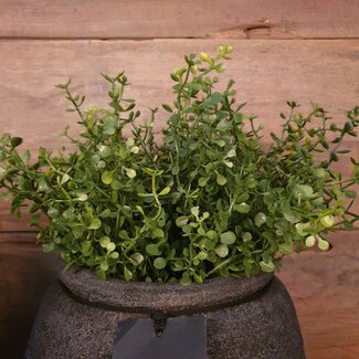 ~Tea Leaf Bush x6 - kunst - groen