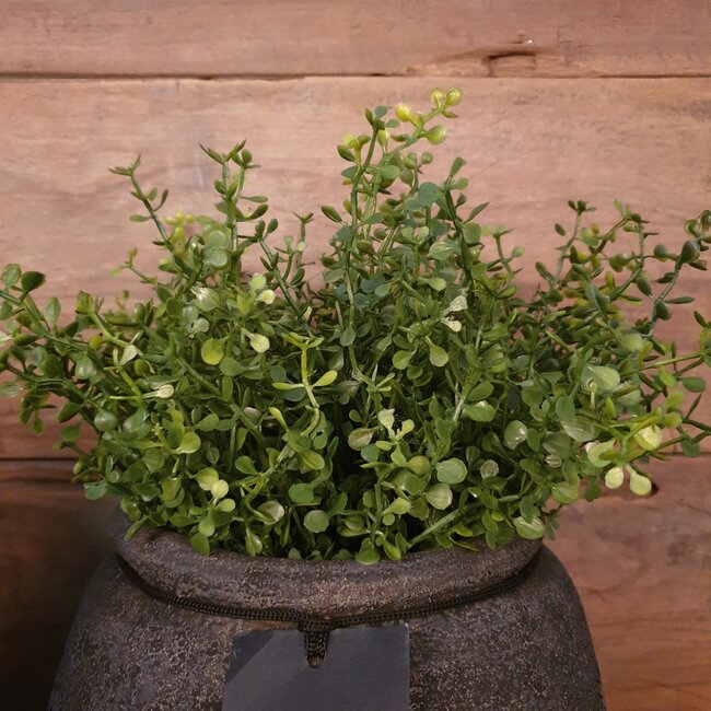 # Tea Leaf Bush x6 - kunst - groen