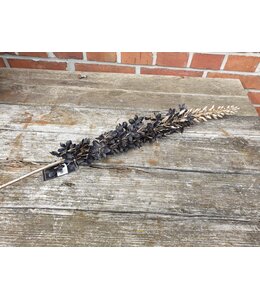 Countryfield Eremurus zwart-L8B8H109CM