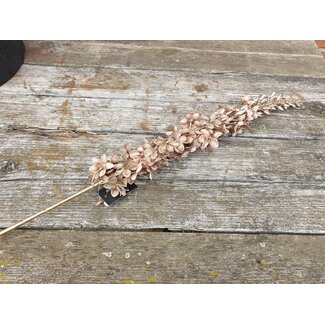 Countryfield 2100000122172