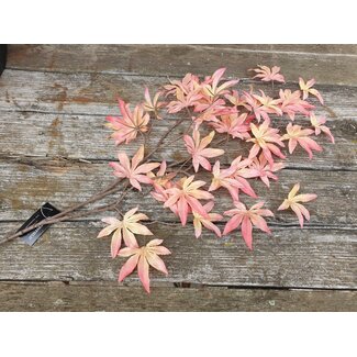 Countryfield # Acer palmatum L roze-L2B32H88CM