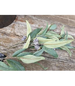 Countryfield Groene eucalyptus tak - L