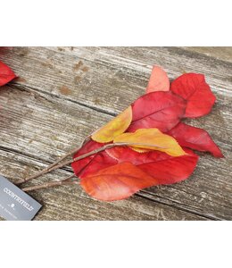 Countryfield Morus rood-L3B26H69CM