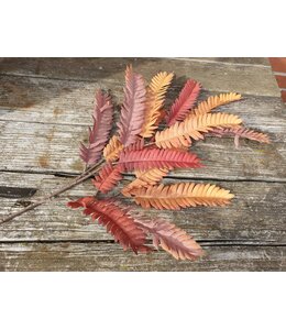 Countryfield Anadenanthera S bruin-L2B23H85CM