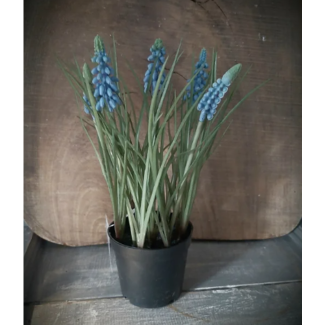 96028 Muscari blue 5 bloemen