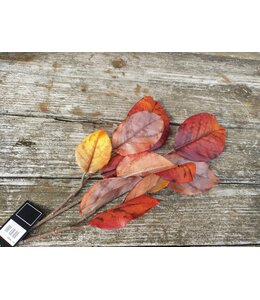 Countryfield Morus bruin-L3B26H69CM