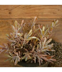 MYRICA BUSH BRONZE EXTRA 30 cm - kunst