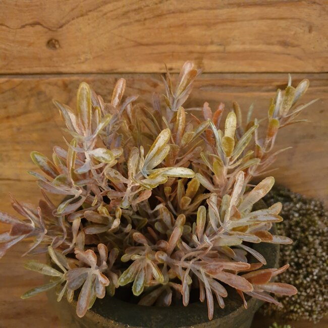 MYRICA BUSH BRONZE EXTRA 30 cm - kunst