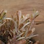 ~MYRICA BUSH BRONZE EXTRA 30 cm - kunst